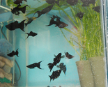 Prijedorčanin vlasnik više hiljada kućnih ljubimaca