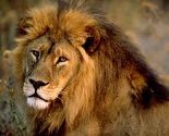 Istraživanje organizacije Panthera: Lavovima u Zapadnoj Africi prijeti istrebljenje
