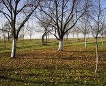 Visoke januarske temperature prijete voćnjacima, "bude" se i voćke i paraziti