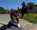 Mačka Didga uživa u vožnji skateboardom