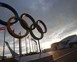 U Sočiju užurbano istrebljuju pse lutalice prije početka Olimpijade