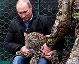 Putin pokazuje hrabrost: U Sočiju se igrao sa perzijskim leopardom