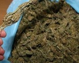 Albanija: Zaplijenjene dvije tone kanabisa