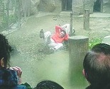 Kinez se bacio u kavez s tigrovima, čuvari ga jedva spasili