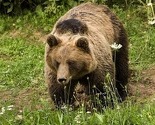 Sokolac: Odstrijelio medvjeda jer mu je pravio štetu na imanju