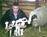 Povratničkoj porodici u Glinjama "superovca" ojagnjila četvorke