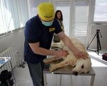 Počela akcija sterilizacije vlasničkih pasa