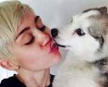 Miley Cyrus "slomljena" nakon smrti njenog ljubimca