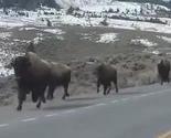 Bizoni bježe iz parka Yellowstone, sprema li se nova prirodna nepogoda?