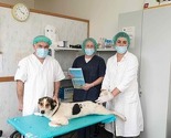 Zahvaljujući Dogs Trustu sterilizirano i čipirano 837 vlasničkih pasa