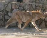 Vuk nasrnuo na djevojčicu u Beogradskom zoološkom vrtu