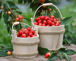 Međunarodni sajam "Dani trešnje 2014." od 28. do 30. maja