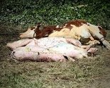 Na spaljivanje u Inđiju otpremljeno 17 tona animalnog otpada iz okoline Bijeljine