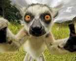 Od sretne foke do nasmijane lame: Najbolji selfiji iz životinjskog svijeta