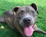 Napušteni i poluslijepi pit bull dobio novu priliku za život