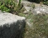 Najezda zmija u Trebinju, seruma ima dovoljno
