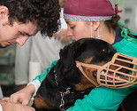 Dogs Trust BiH tokom posljednje kampanje sterilizirao 520 pasa