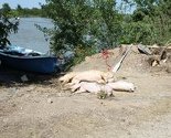 U spalionici u Inđiji spaljeno više od 450 tona leševa životinja iz BiH