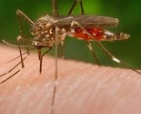 U Banjoj Luci prijavljen slučaj infekcije virusom zapadnog Nila