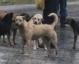 Rekordan broj pacijenata traži pomoć zbog ujeda pasa u Hitnoj pomoći Sarajevo