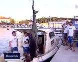 U Rovinju ulovljena tuna teška 260 kg, najveća u tom dijelu Jadrana