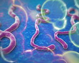 Misteriozna i smrtonosna ebola: Šta je, kako se prenosi i da li postoji opasnost od epidemije?