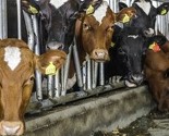 "Hotel za krave" u Prijedoru: Opuštaju se u štalama uz Betovena, Mocarta i sevdalinke