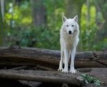 Pogledajte fotografije Mirze Numića koji radi u jednom od najboljih zooloških vrtova na svijetu