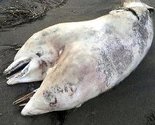 Pronađen dvoglavi delfin kod Izmira