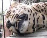 Hrabra Indijka srpom i ašovom ubila leoparda