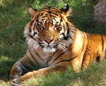 Tigar koji je ubio čuvara zoološkog vrta pošteđen od uspavljivanja
