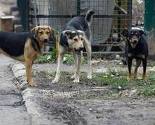 Dogs Trust: Šinteraja više ne može biti!