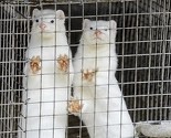Farma kuna kod Sarajeva: Ideja rođena u Švedskoj, a krzna idu u Ameriku i Dansku