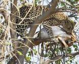 Leopard skokom s drveta uhvatio antilopu
