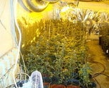 U Srpcu pronađene tri laboratorije za proizvodnju skanka