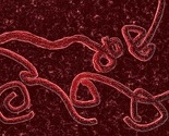 Epidemija se nezaustavljivo širi: Ebola stigla i u Evropu