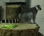 Posebna radost za najmlađe: Lemuri i merkati novi stanovnici sarajevskog zoo vrta