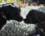 Dogs Trust BiH: Od 15. septembra u KS i Istočnom Sarajevu sterilizovana 2.334 psa