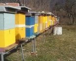 Pčelari prijavili "misteriozni nestanak pčela"