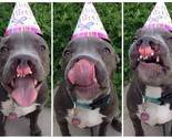 Veterinari su predložili eutanaziju, a pit bull Ruby je danas zdrav pas