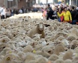 Španija: Dvije hiljade ovaca na ulicama Madrida
