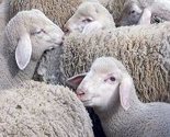 Neum: Od plavog jezika oboljelo sto ovaca