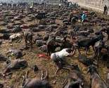 Nepal: Krvava polja i žrtvovanje 250.000 životinja u čast hinduističkoj božici