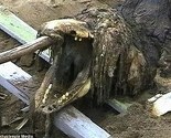 Objavljene zastrašujuće fotografije skeleta misterioznog čudovišta otkrivenog na ruskoj plaži