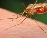 Svijet dobija bitku protiv malarije, broj oboljelih se prepolovio
