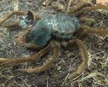 Poput vanzemaljca: Prvi snimak tarantule koja napušta "ljušturu" svoga tijela