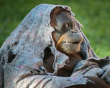 Orangutan proglašen osobom, uskoro oslobađanje iz zoološkog vrta