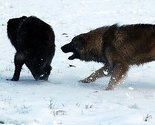 JU Djeca Sarajeva: Ukoliko se psi lutalice ne uklone, morat ćemo zatvoriti vrtiće