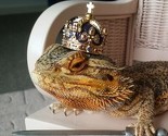 Simpatična bradata agama kakvu niste vidjeli dosad