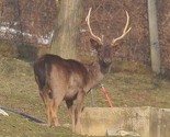 Jeleni iz Pionirske doline idu u Bihać, labudovi u Kreševo, a lame na Hrešu